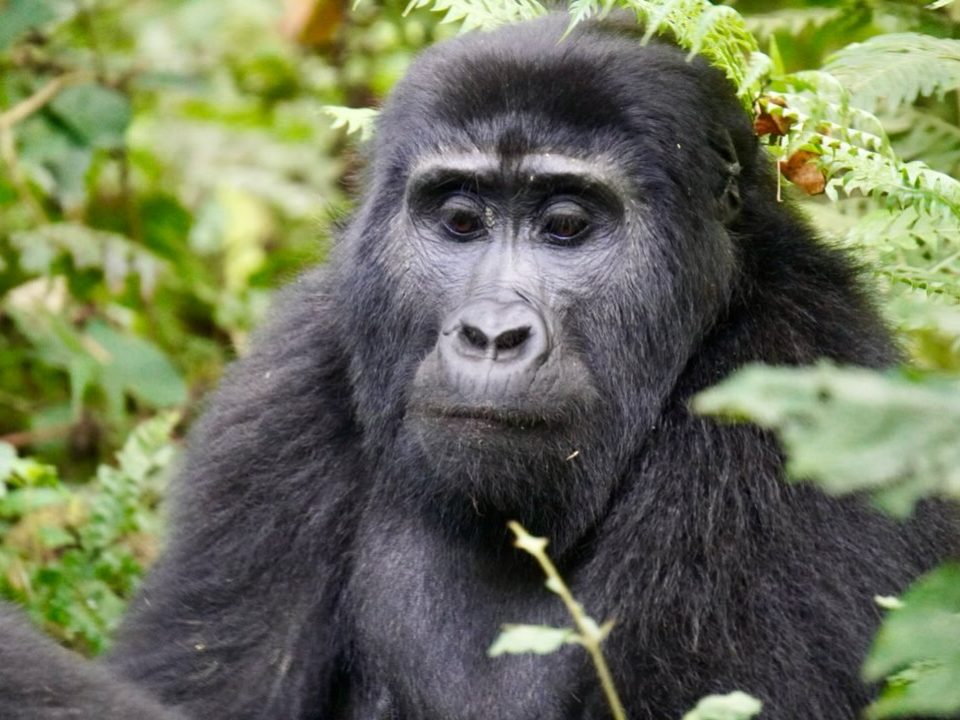 Where to Stay for Gorilla Trekking