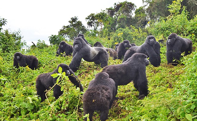 Gorilla Solutions Lodge Rwanda