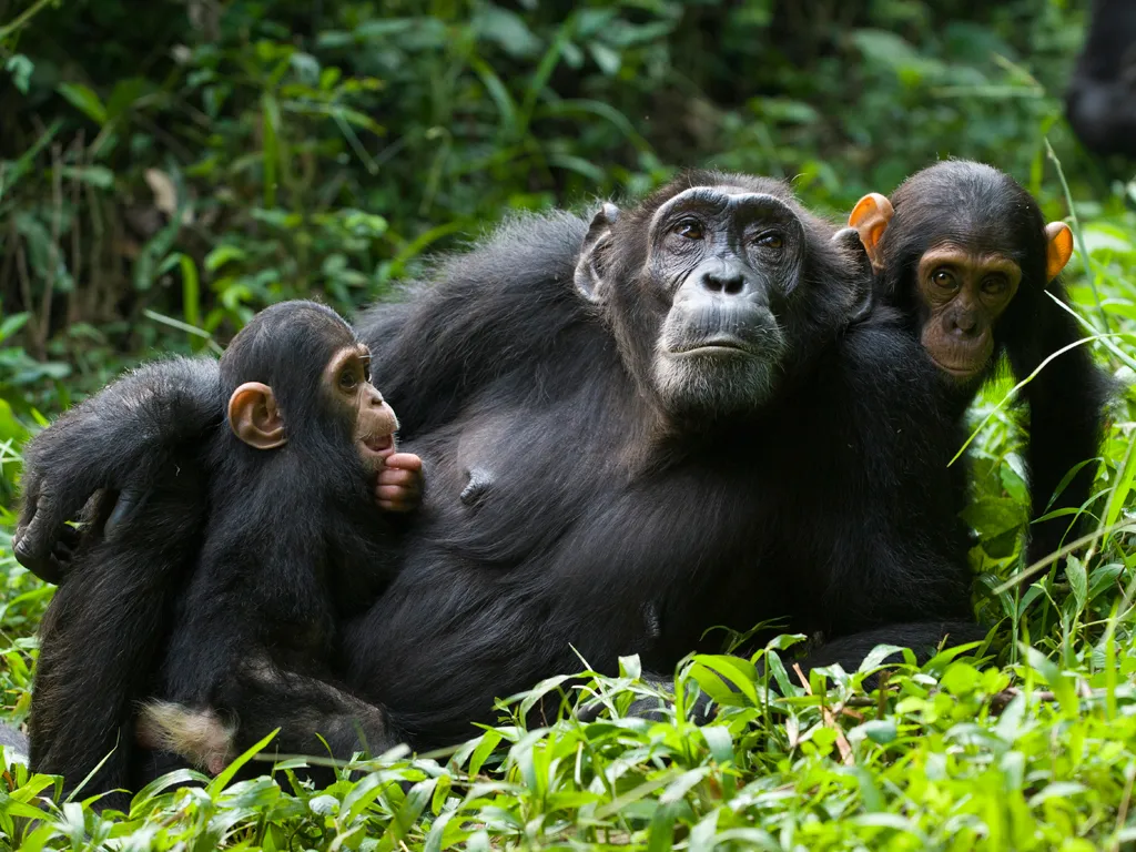 Chimpanzes In Kibale Forest National Park