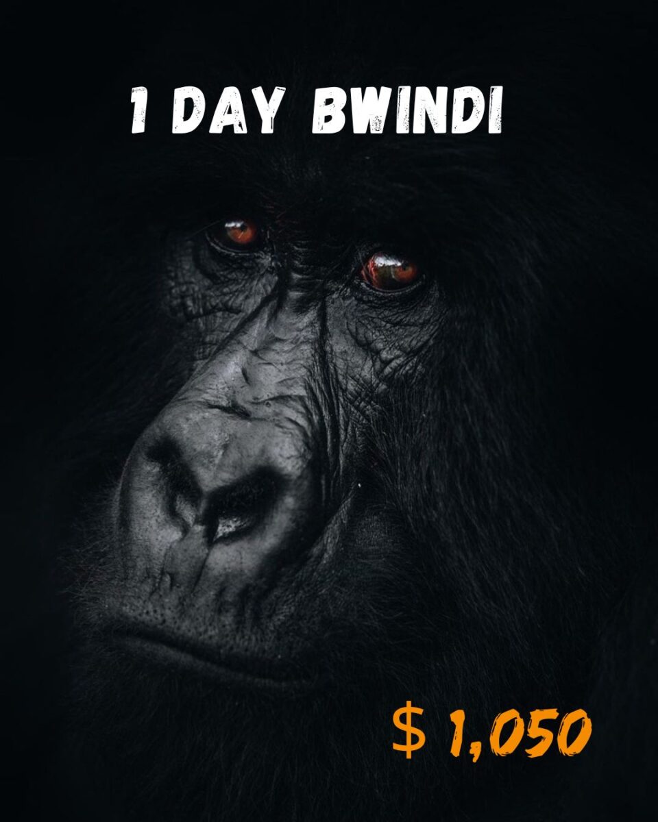 1 Day Bwindi Gorilla Trekking