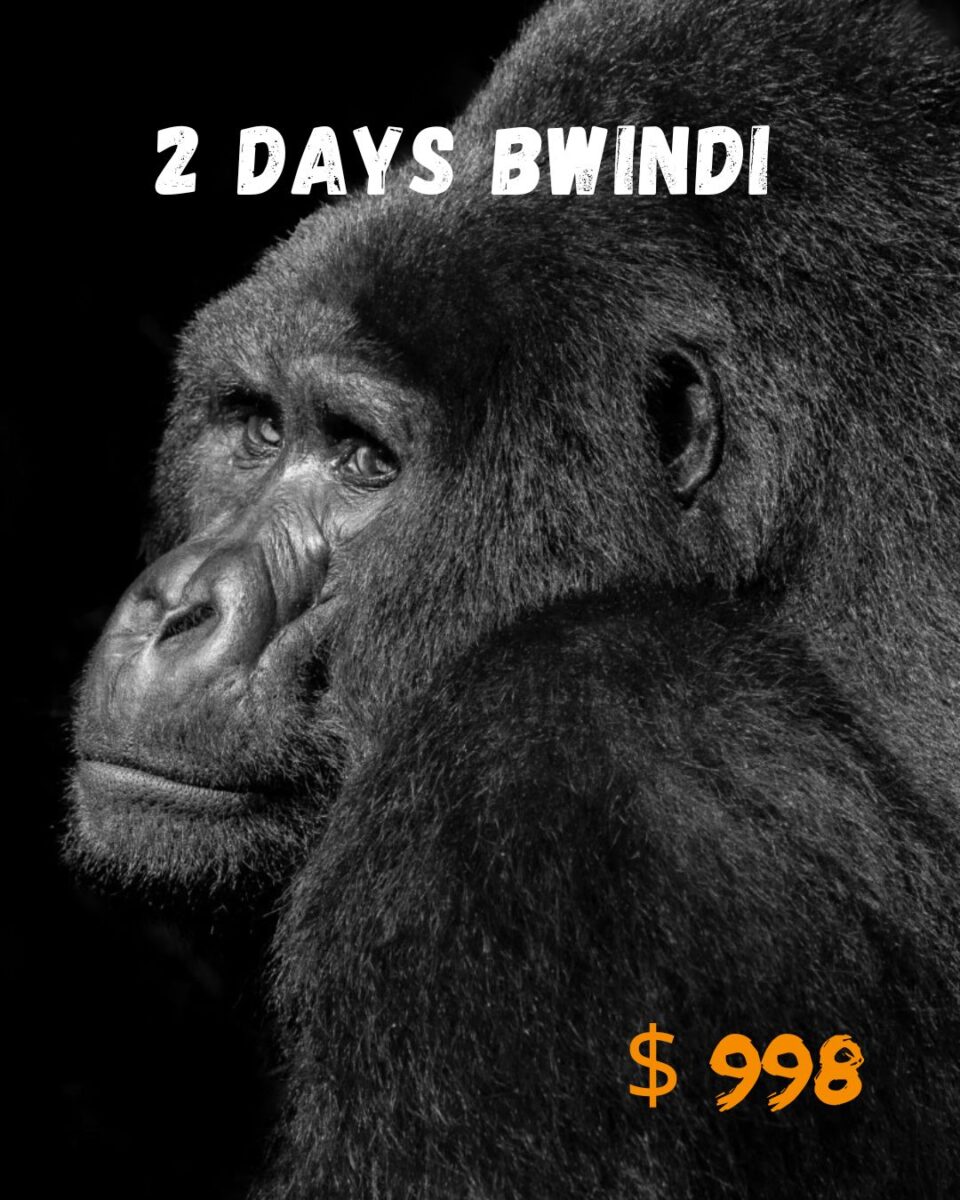 2 Days Bwindi Gorilla Trekking offer