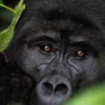 2 Days Discount Gorilla Trekking Tour