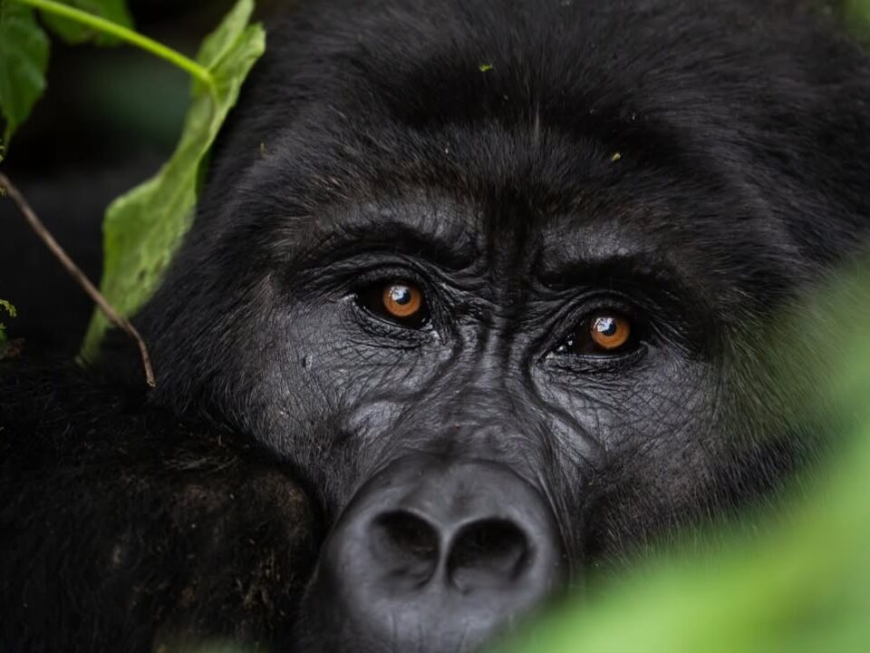 2 Days Discount Gorilla Trekking Tour