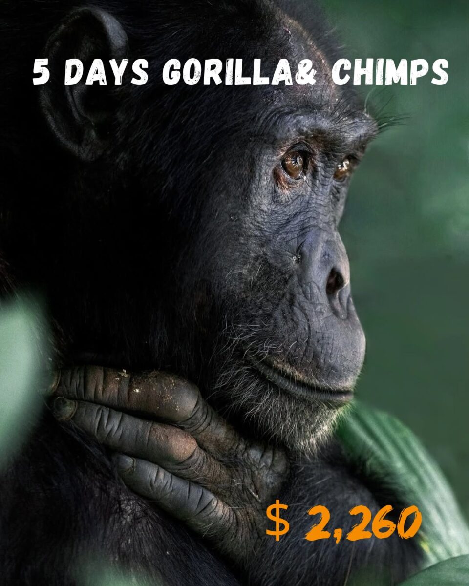 5 Days Gorilla and Chimpanzee trekking tour