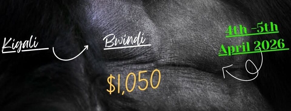 3 Days Cheap Gorilla Trekking