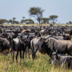 gorilla trekking and wildebeest migration