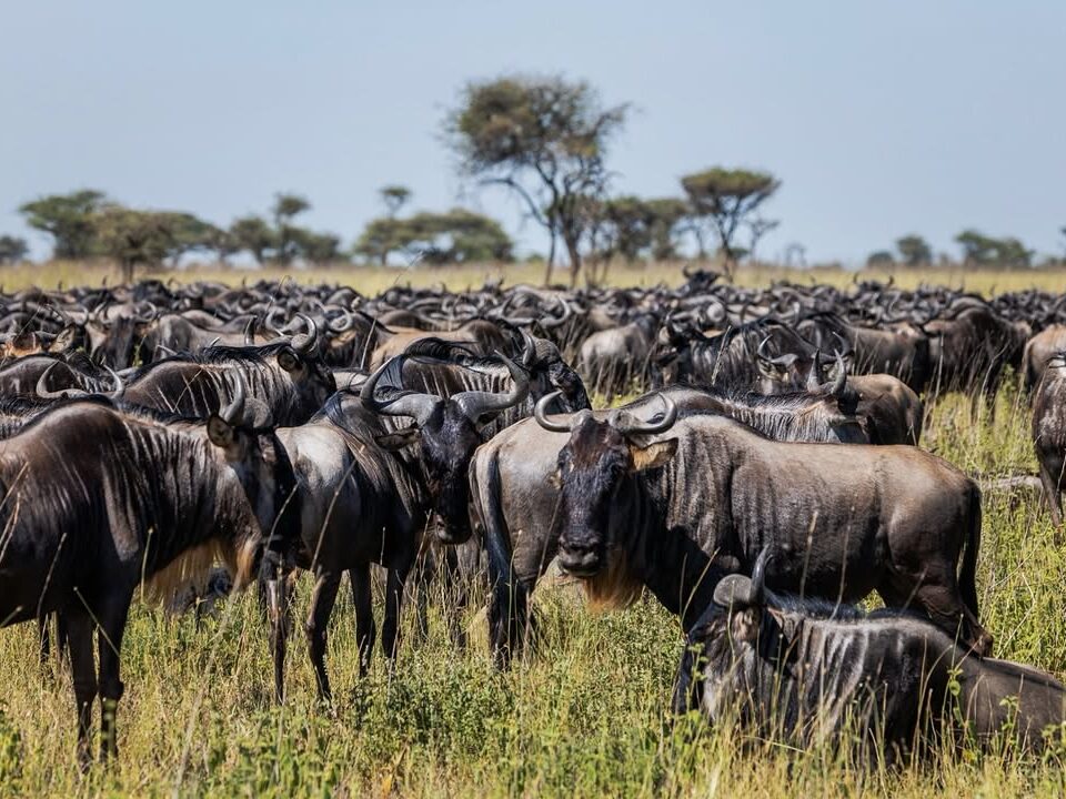 gorilla trekking and wildebeest migration