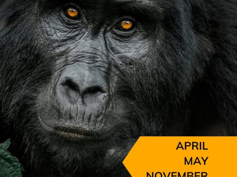 Low Season Gorilla Trekking Uganda