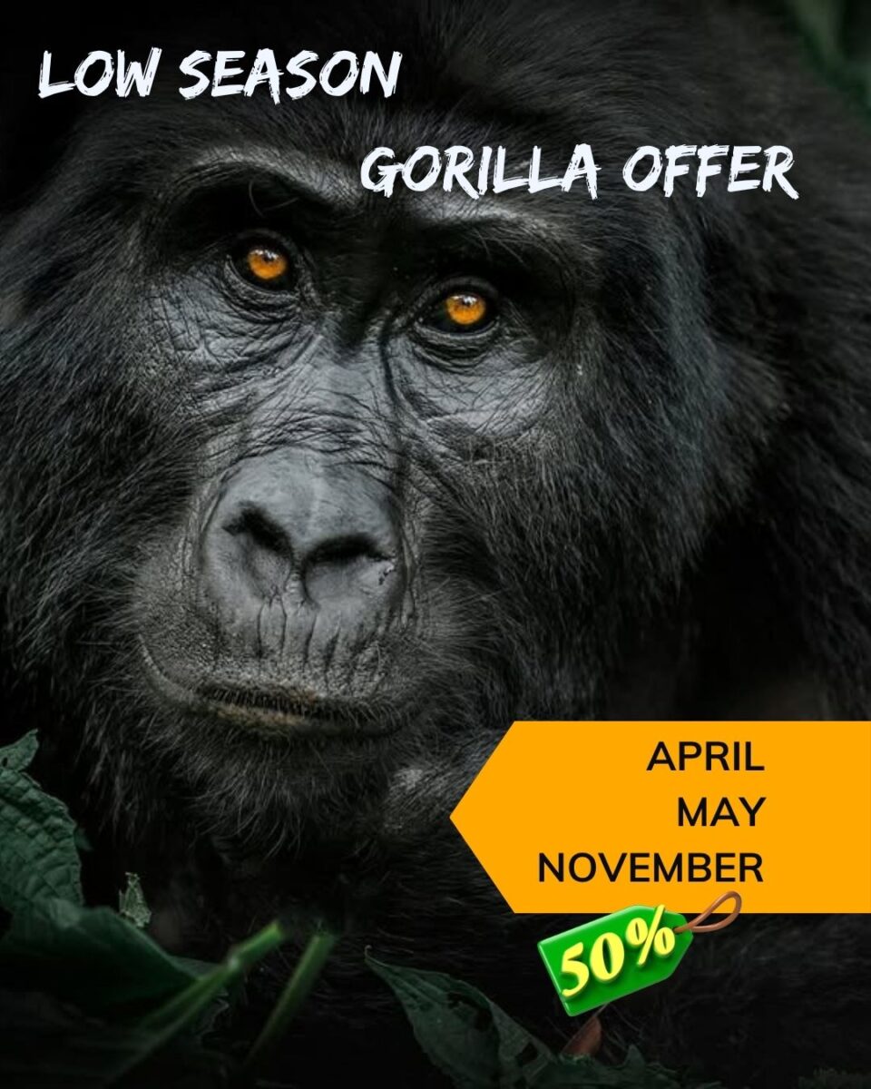 low season gorilla trekking offers