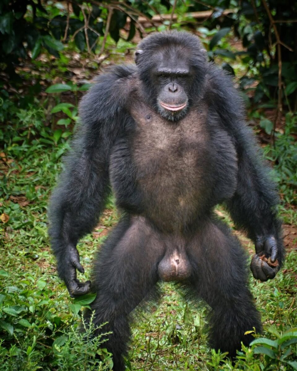 Chimpanzee civil war in Kibale