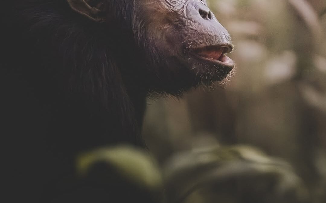 Chimpanzee Civil war in Kibale