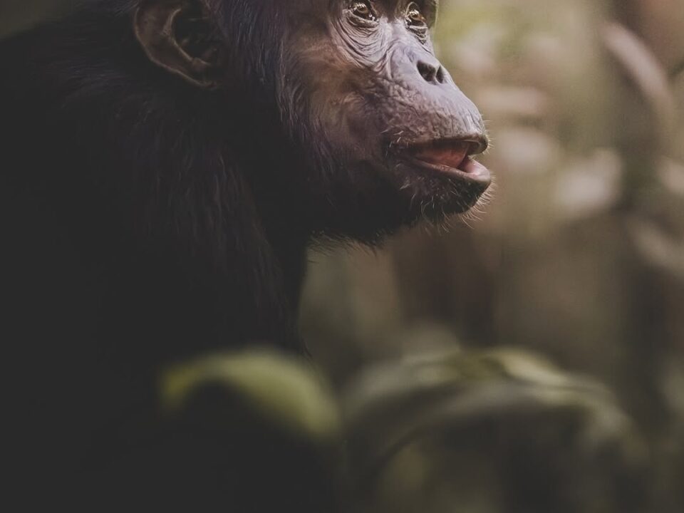 Chimpanzee Civil war in Kibale