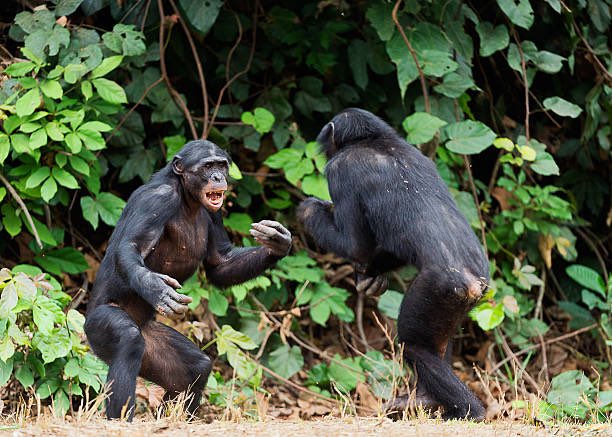 Chimpanzee fighting in a rare civil war in Uganda